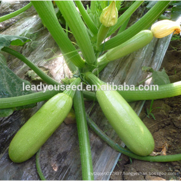 MSQ101 Duoguo green high yield top squash seeds for sale